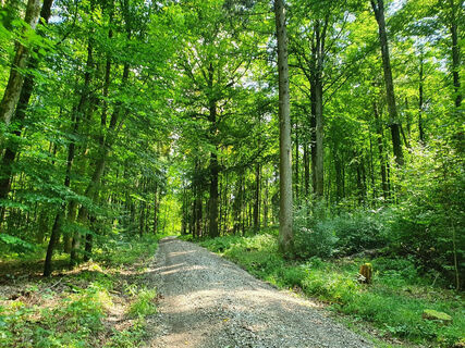 Wald am  Enzenberg