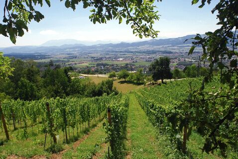 Wolfsberg/ Weingarten beim Lenzbauer