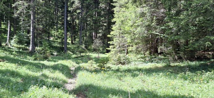 Fotografie z pesendis na trase