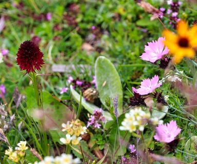 Blumenwiese