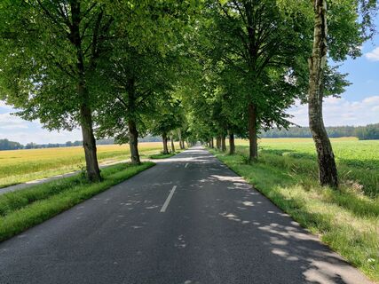 Allee zwischen Suderburg und Hösseringen
