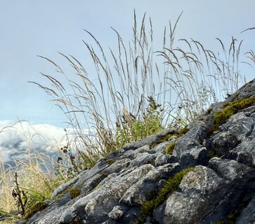 Fotografija s spletne strani Natur_erleben_dg na poti