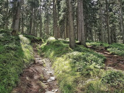 Der Hochwurzen Trail auf dem Weg #60 bergauf durch den Wald
