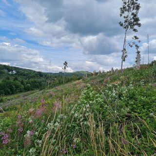 Waldversuchsfläche an der Route der Nachhaltigkeit (c) Naturparkt Diemelsee.jpg