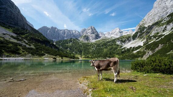 Kuh am Seebensee
