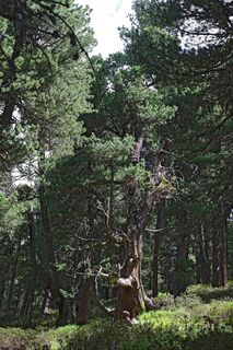 Zirbenbäume im Oberhauser Zirbenwald