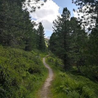 Zirmweg in der Wattener Lizum