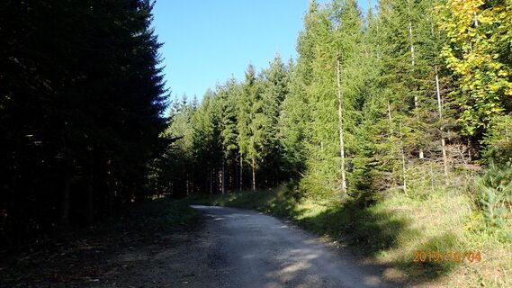 auf der Forststraße