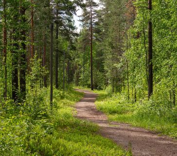 Metsätie
