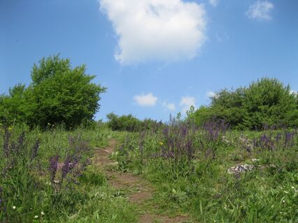 Hundsheimerberg