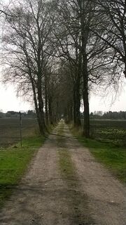 Birkenallee an der Römerstraße