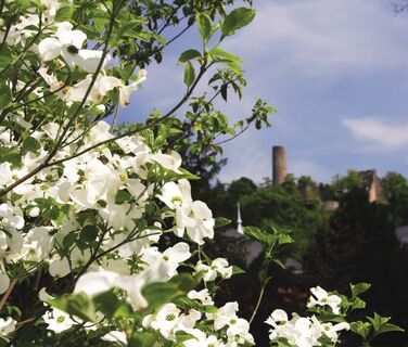 Blüten Burgruine Windeck