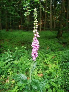 Foto von Sandris Grīviņš entlang der Tour