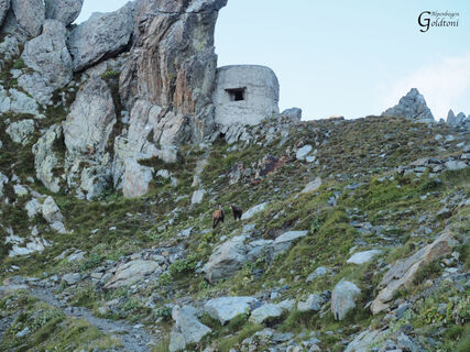 A105 Refuge de la Madone de Fenestre - Rifugio Morelli Buzzi