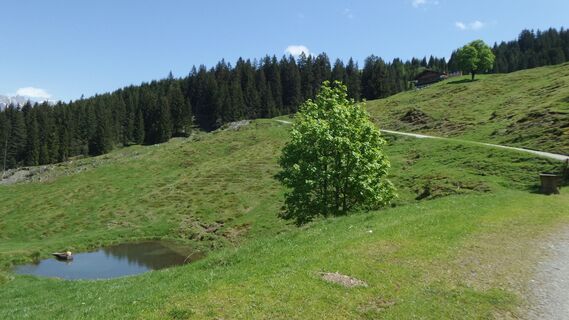 Kröllalm