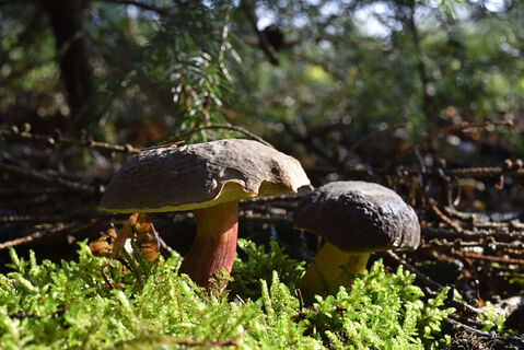 UNESCO Global Geopark TERRA.vita