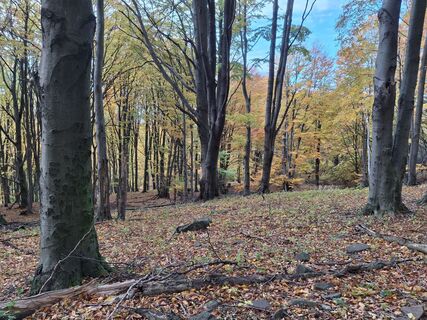 Fotografija s spletne strani Viktor Sarok na poti