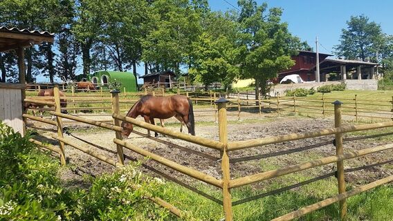 CA' ZANOLI QUARTER HORSES