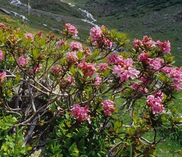 Im Juni und Juli blühen die Almrosen. Die herbstliche Alpenflora hingegen zeigt sich von einer ganz anderen Seite.