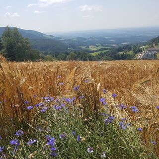 Feld mit Blick über den Naturpark Pöllauer Tal