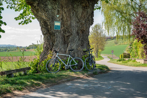 Alte_Linde