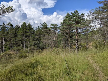 Pinienwäldchen