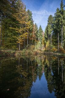Idylischer Waldweiher am Voithenberg
