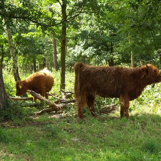 Highlandrinder am Rodebach bei Gangelt