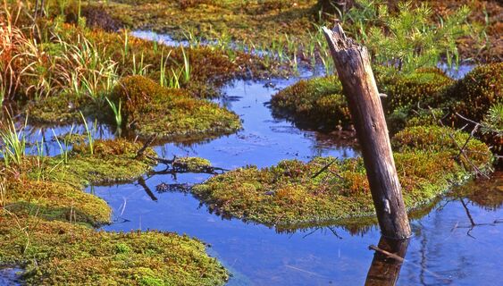 Hochmoor im Naturpark Heidenreichsteiner Moor
