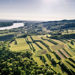 Weinrieden bei Krustetten im Kremstal