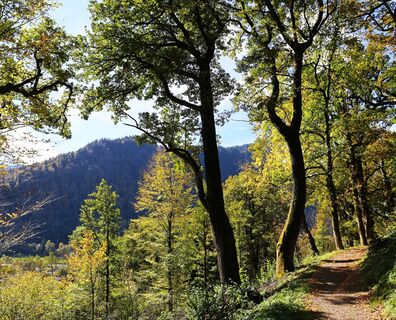 Eichenwald am Kalvarienberg