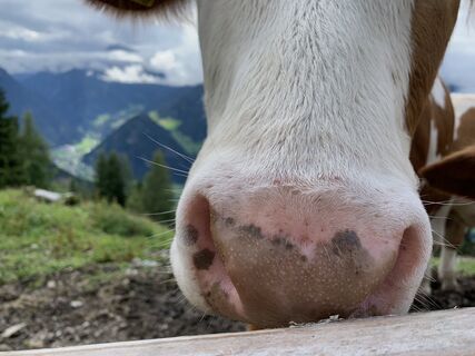 Fotó a Koen De Wit honlapról a túra során