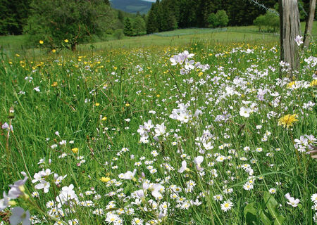 Blumenwiese in Willingen