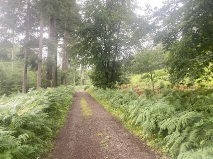 Wilddiebsroute Waldweg CC BY-SA - LTM.jpg
