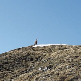 Gams auf der Hohen Veitsch