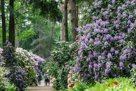 Rhododendronpark Bruns