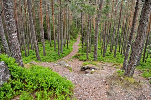 Koenigsstuhl-Weg Kaysersberg