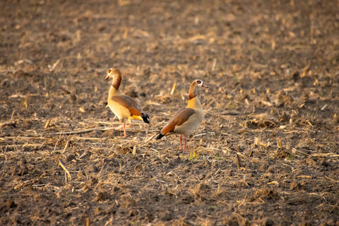 Nilgänse auf dem Feld