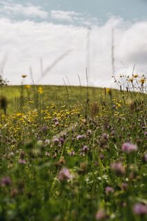 Blumenwiese