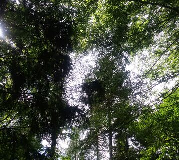 Durch den Wald
