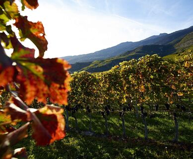 Weinreben, Siders