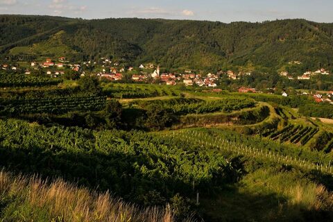 Schönberg am Kamp