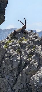 Foto de Alfin a lo largo del recorrido