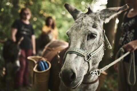 Eselwanderung beim Eselhof Rötlein