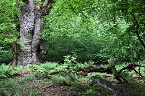 11_WaldSpuren_Friederikeneiche Hasbruch_Forstamt Hasbruch.jpg