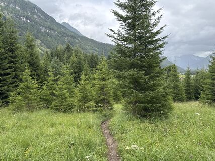 Photo de Grizzli le long du parcours