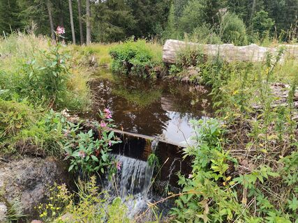 Am Zusammenfluß von Teufelsbach und Rothbach wird das Wasser für die Waldmühle gestaut, das Sägewerk wird wohl nicht mehr mit Wasserkraft betrieben.