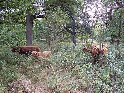 Hutewald im Bramwald