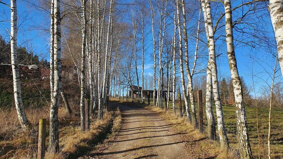 2.2 km Birkenallee bei Wildgehege