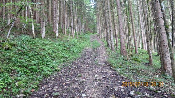 Aufstieg im Wald am Steig rauf